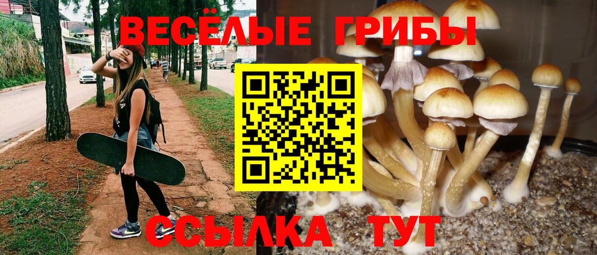 где найти наркотики  Псилоцибиновые грибы Cubensis  Магнитогорск  Вход с VPN  Псилоцибиновые грибы Psilocybe 